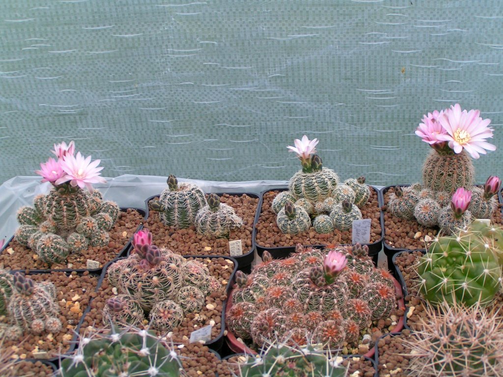 Gymnocalycium bruchii